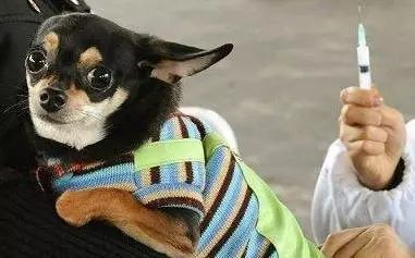 海口文明養(yǎng)犬從你我做起之疫苗篇